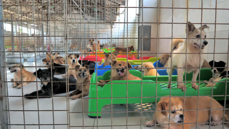 dogs housed in an emergency shelter