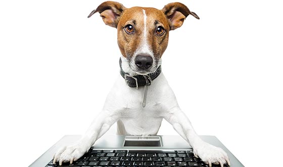 Explore the top pet care industry trends for 2019.