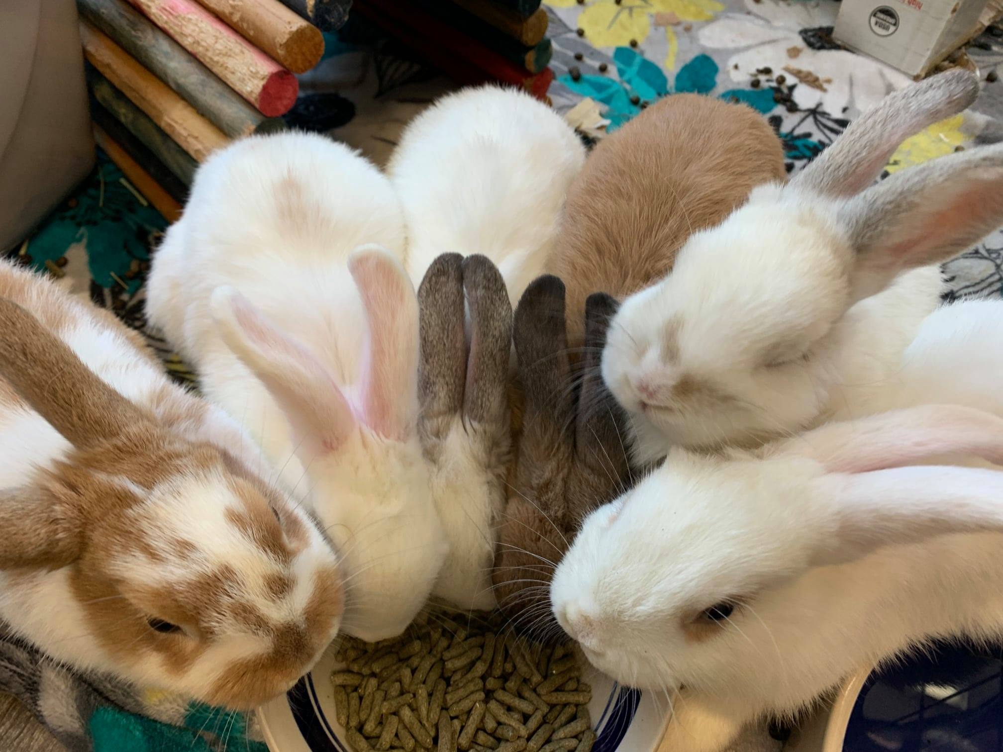 Hopping to the Rescue with Gingr