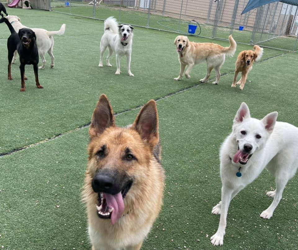 Pawsitive Pet Services