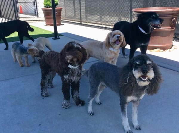 How Gingr Helped Williamsburg Pet Hotel Go from Woof to Wow!