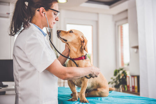 Improving Pet-Care Experiences