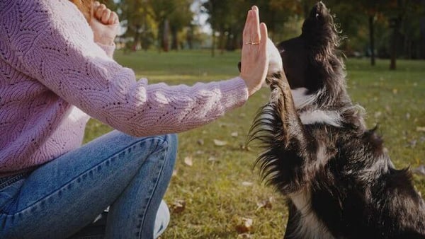 Scaling Success: How to Maintain Consistency Across Multiple Pet-Care Locations