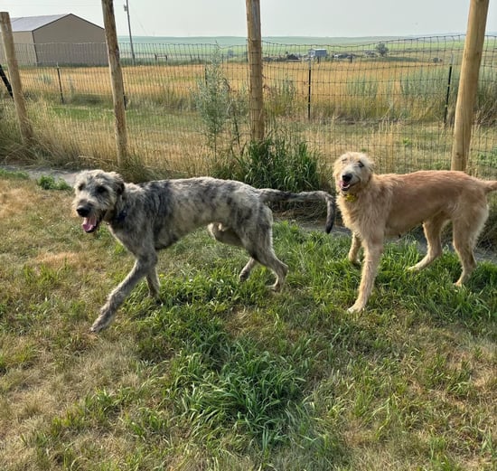 Antelope Creek Estates