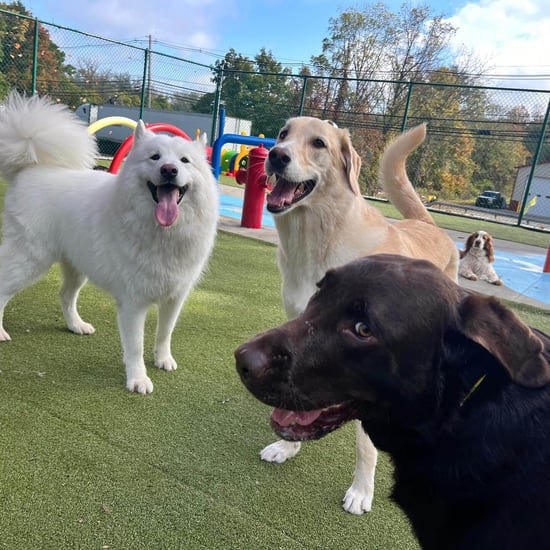 Pet N Play Luxury Pet Resort