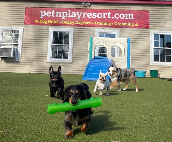 Pet N Play Luxury Pet Resort