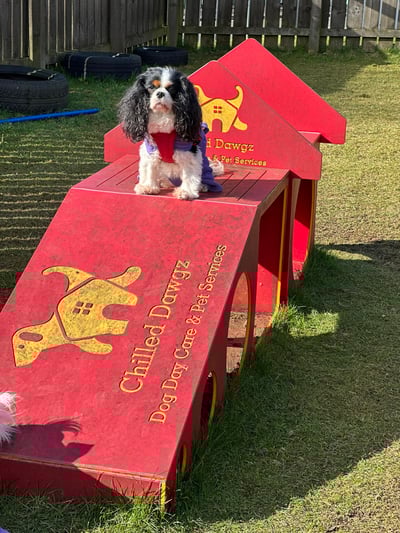 dog on outdoor exercise equipment at Chilled Dawgz