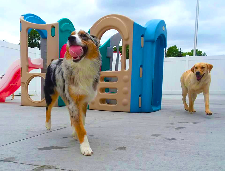 Doogie's Doggie Daycare