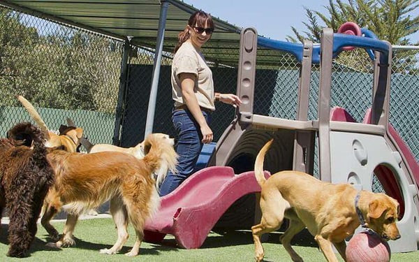 Effortless Scheduling for Happy, Healthy Pets with Gingr’s Facility Calendar