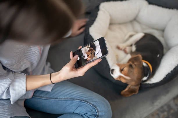 a-girl-making-photos-of-a-puppy-on-her-smartphone