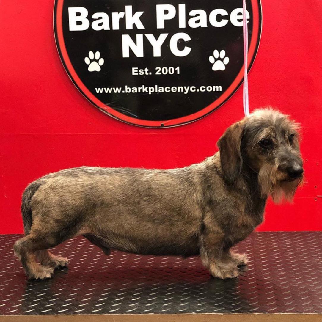 Bark Place NYC