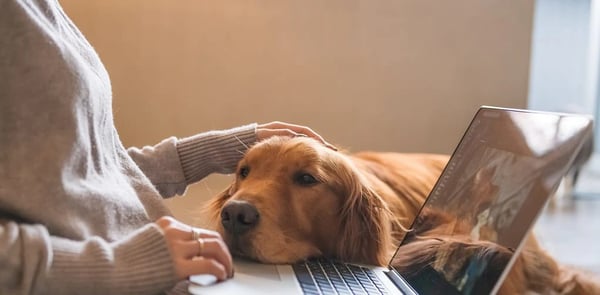 Elevate Your Pet-Care Business with Gingr's Automated Pricing Rules and Peak Dates