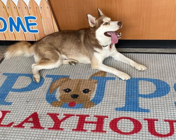 husky relaxing at pups playhouse 