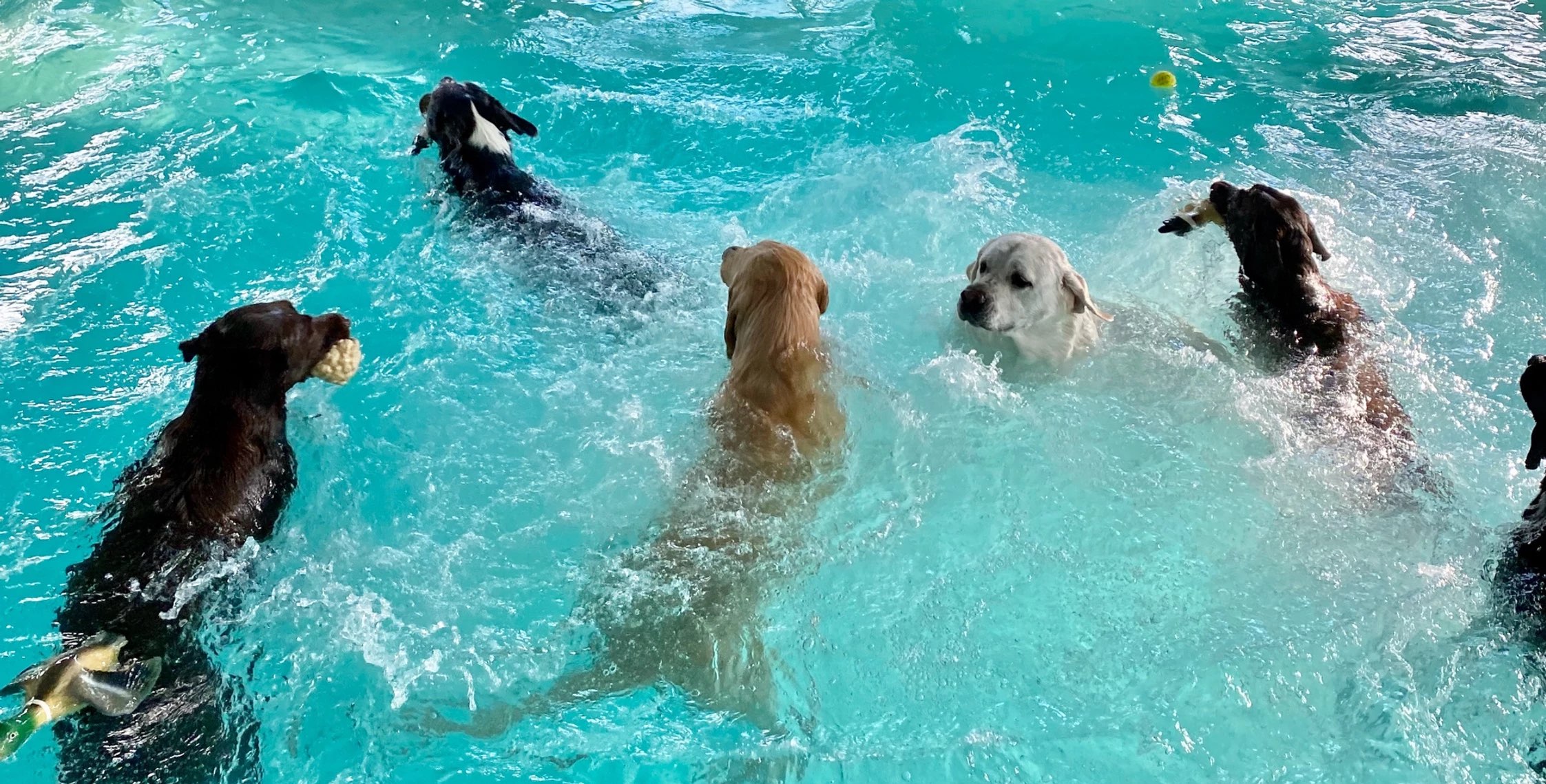Bubble Puppy Playhouse