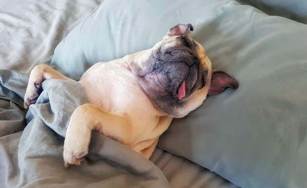 Exploring the World of Dog Dreams: Fun Facts About Canine Sleep