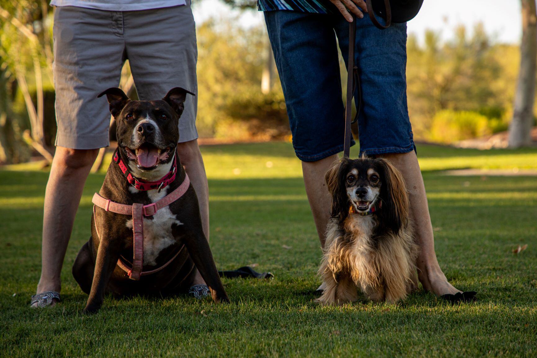 Pawsitively Perfect: How Gingr Helps Sol Dog Lodge Stay Ahead of the Pack