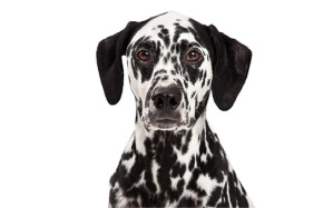 Dalmation