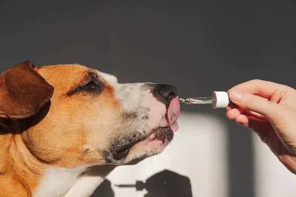 Nutritional Needs for Dogs in Hot Weather