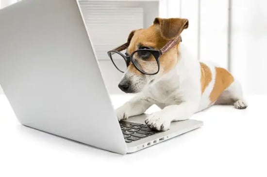 Simple Ways to Increase Bookings for Pet Businesses