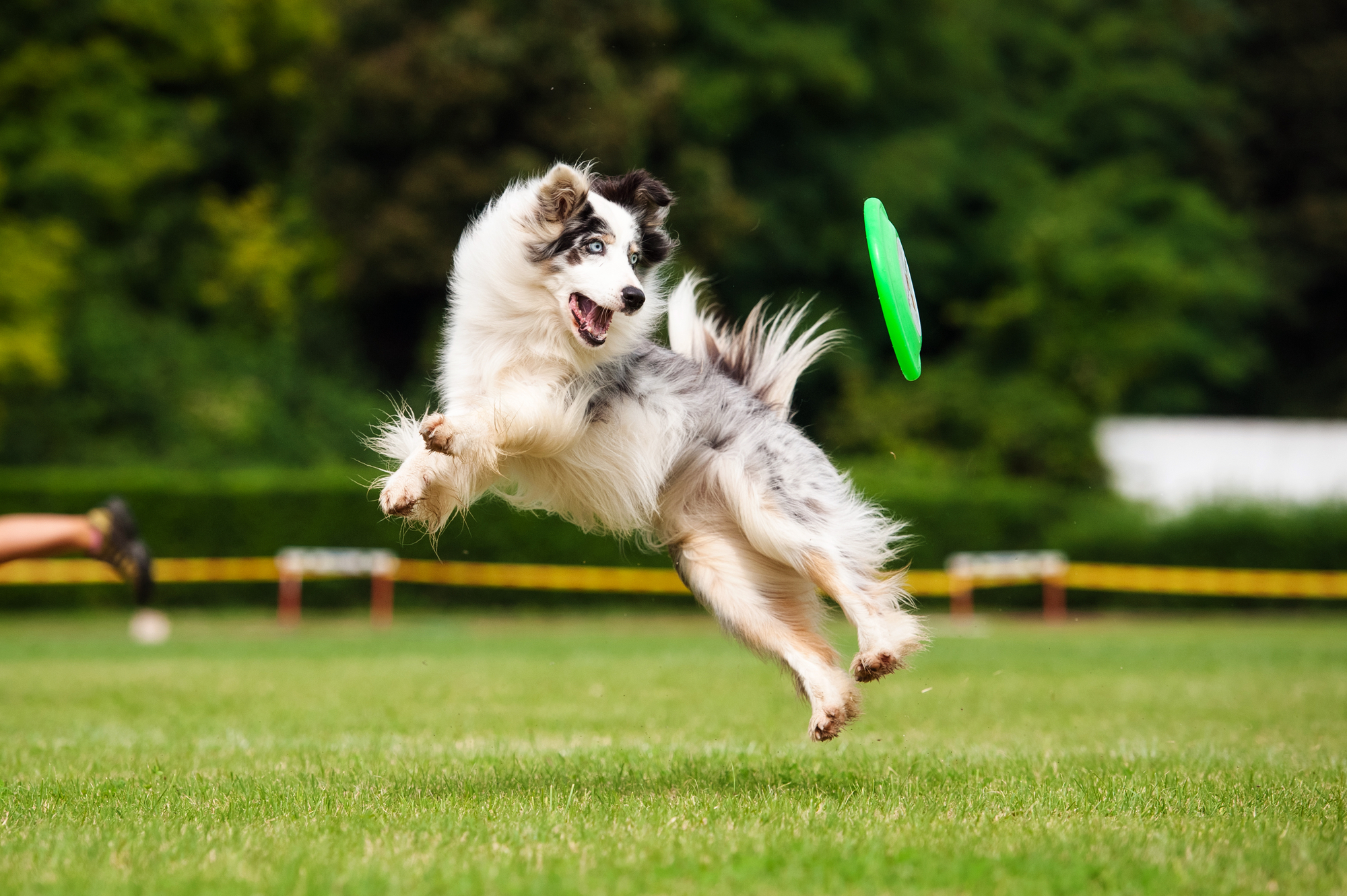 Follow these dog daycare management tips to take your business to new heights!