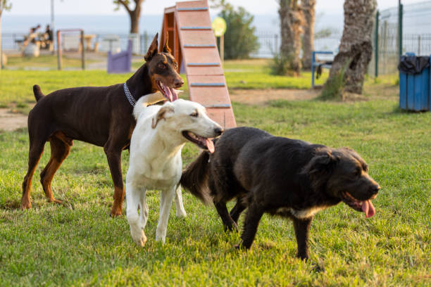 dog daycare owners playing with high energy breeds as part of their daily routine 