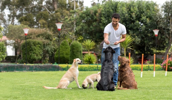 A man trains a group of dogs outside