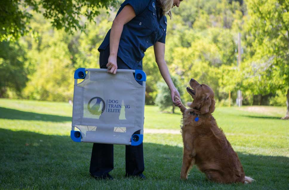 Gingr's Paw-sitive Impact: Transforming Dog Training Elite 
