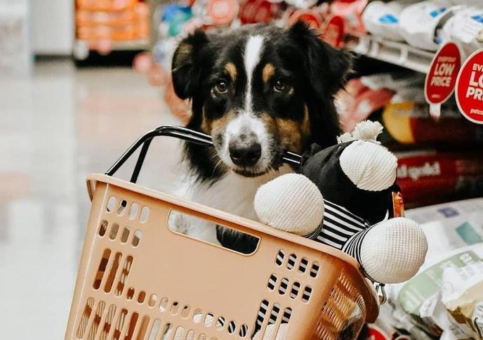 Maximizing Black Friday Sales: Strategies for Pet-Care Businesses