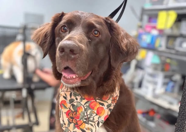 groomed dog with bandana at Hippie Hounds