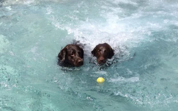 How Gingr Helped Williamsburg Pet Hotel Go from Woof to Wow!