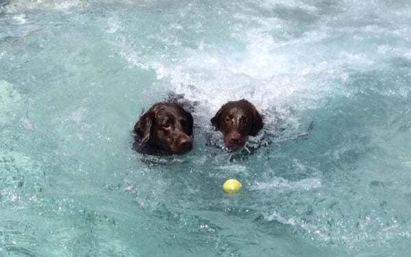 How Gingr Helped Williamsburg Pet Hotel Go from Woof to Wow!