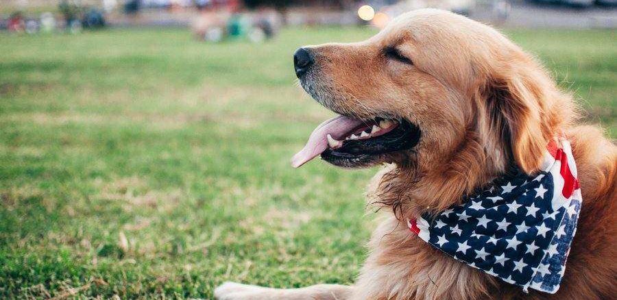 Celebrate Independence Day Safely with Your Furry Friends:Dog Safety Tips for Pet-Care Businesses