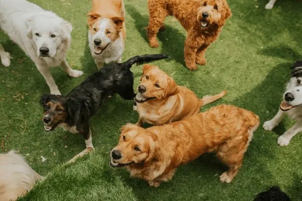 Dog Daycare Business Start-up Costs: What You Need to Know
