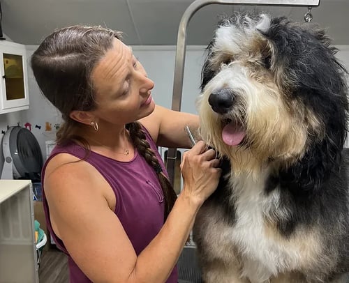 Lily's House Fetches Success with Gingr