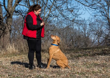 The Ecosystem of a Pet Resort: Unveiling Success Strategies