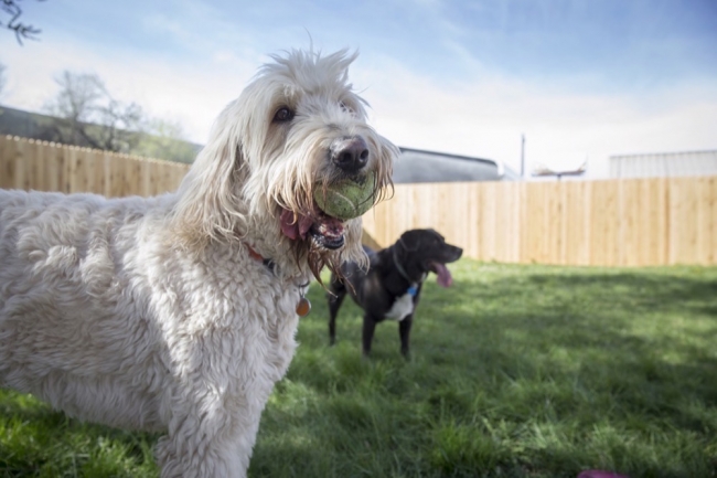 Barking up the Right Tree: Aarf's Gingr-fueled Journey to Success