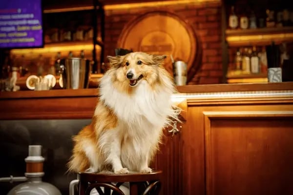 Dog Bar Safety Tips: How to Handle Dog Behavior in a Social Environment