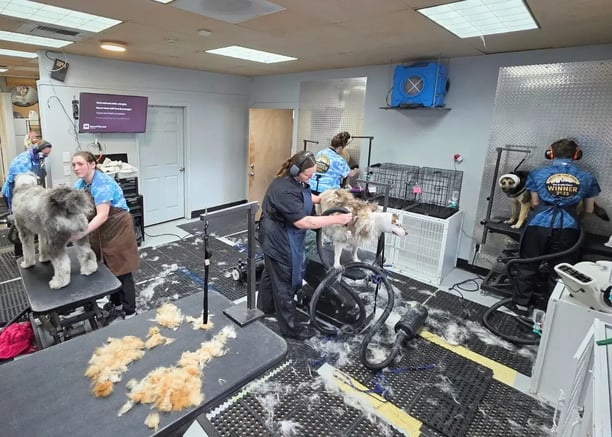 dog groomers working on the floor of Hippie Hounds