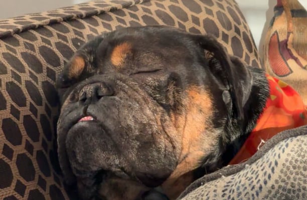 dog sleeping peacefully in Home Sweet Home home kennel
