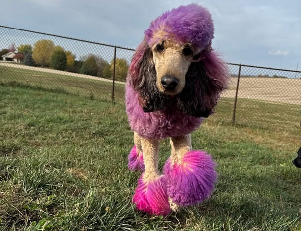 colorful groomed poodle at Memphis & Co