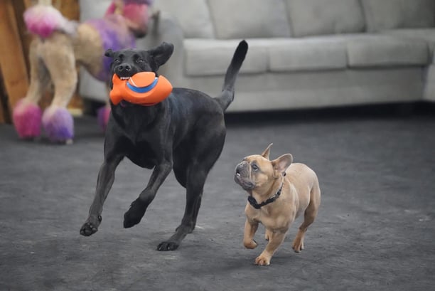 dogs running and playing with toy