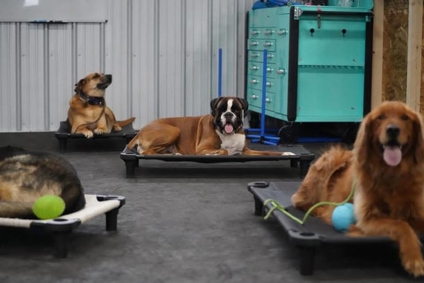 dogs lounging on cots