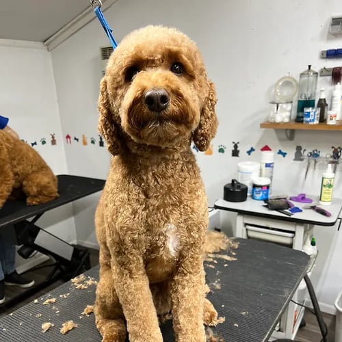 Lily's House Fetches Success with Gingr