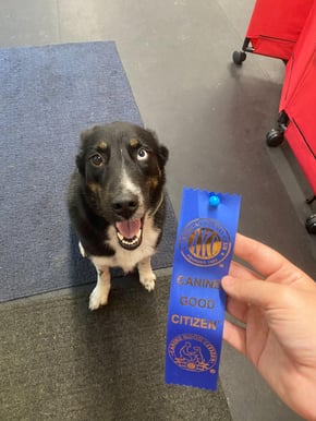 A person holds a blue Canine Good Citizen ribbon while their dog sits in front of them
