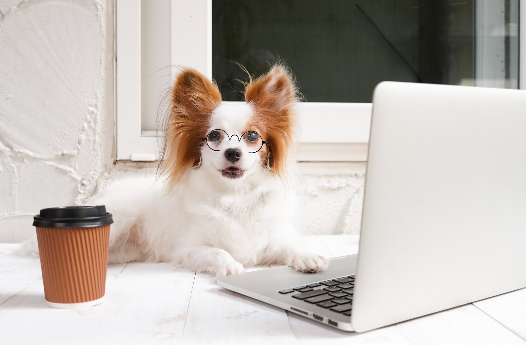 dog on a laptop computer