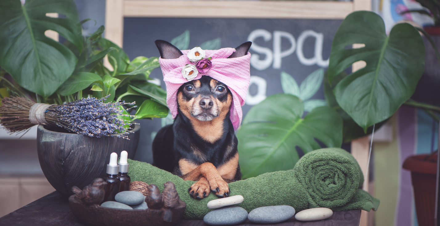 Top Pet-Care Industry Trends of 2023
