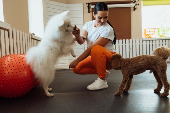 Dog daycare worker plays with dogs