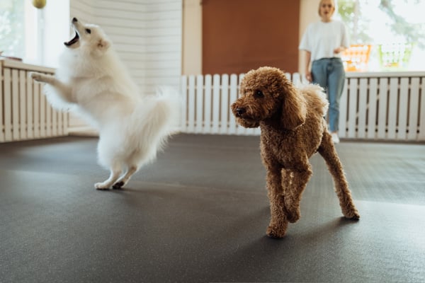 Maximizing Playtime: The Benefits of Outdoor vs. Indoor Spaces in Dog Daycare