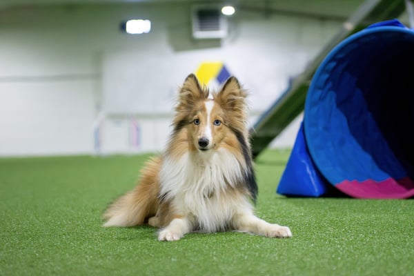Maximizing Playtime: The Benefits of Outdoor vs. Indoor Spaces in Dog Daycare