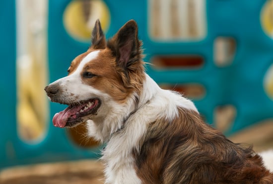 A dog at dog daycare